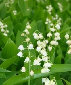 Future Forests Convallaria Majalis - Lily Of The Valley