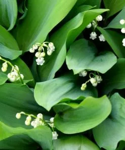 Future Forests Convallaria Majalis - Lily Of The Valley