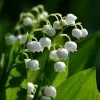 Future Forests Convallaria Majalis - Lily Of The Valley