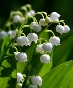 Future Forests Convallaria Majalis - Lily Of The Valley