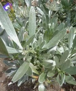 Future Forests Convolvulus Cneorum