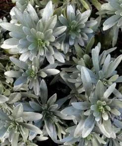 Future Forests Convolvulus Cneorum