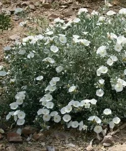Future Forests Convolvulus Cneorum