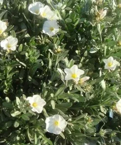 Future Forests Convolvulus Cneorum