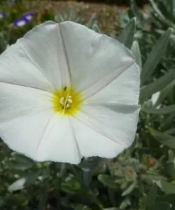 Future Forests Convolvulus Cneorum