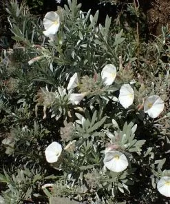 Future Forests Convolvulus Cneorum