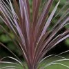 Future Forests Shrubs Cordyline Australis Red Comet