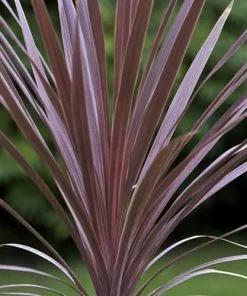 Future Forests Shrubs Cordyline Australis Red Comet