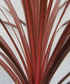 Future Forests Shrubs Cordyline Australis Red Comet