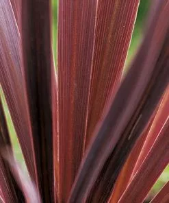 Future Forests Shrubs Cordyline Australis Red Comet
