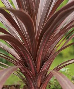 Future Forests Shrubs Cordyline Australis Red Comet