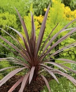 Future Forests Shrubs Cordyline Australis Red Comet