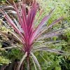 Future Forests Shrubs Cordyline Australis Pink Passion