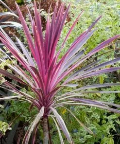 Future Forests Shrubs Cordyline Australis Pink Passion