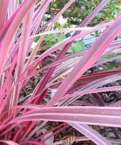 Future Forests Shrubs Cordyline Australis Pink Passion
