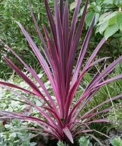 Future Forests Shrubs Cordyline Australis Pink Passion