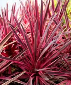 Future Forests Shrubs Cordyline Australis Pink Passion