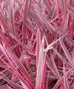 Future Forests Shrubs Cordyline Australis Pink Passion