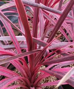 Future Forests Shrubs Cordyline Australis Pink Passion