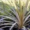 Future Forests Shrubs Cordyline Australis Torbay Dazzler