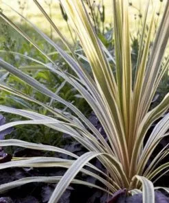 Future Forests Shrubs Cordyline Australis Torbay Dazzler