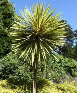 Future Forests Shrubs Cordyline Australis Torbay Dazzler