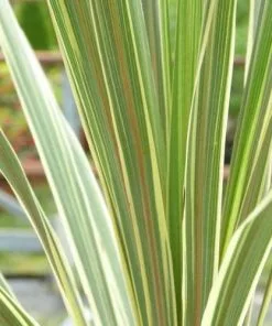 Future Forests Shrubs Cordyline Australis Torbay Dazzler