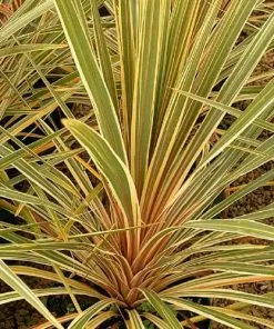 Future Forests Shrubs Cordyline Australis Torbay Dazzler