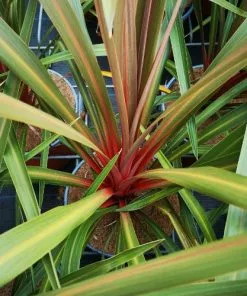 Future Forests Cordyline Australis Red Heart