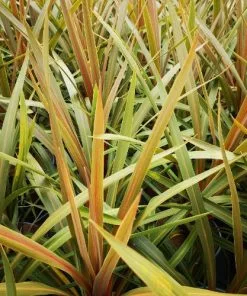 Future Forests Cordyline Australis Red Heart