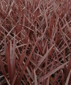 Future Forests Cordyline Red Star Shrubs