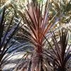 Future Forests Cordyline Red Star Shrubs