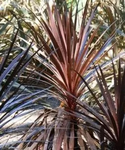 Future Forests Cordyline Red Star Shrubs