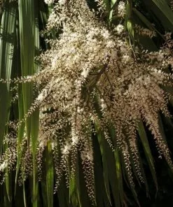 Future Forests Cordyline Australis Shrubs