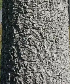 Future Forests Cordyline Australis Shrubs