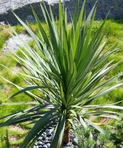 Future Forests Cordyline Australis Shrubs