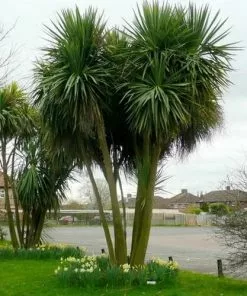 Future Forests Cordyline Australis Shrubs