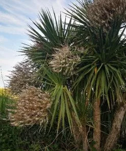 Future Forests Cordyline Australis Shrubs