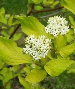 Future Forests Shrubs Cornus Alba