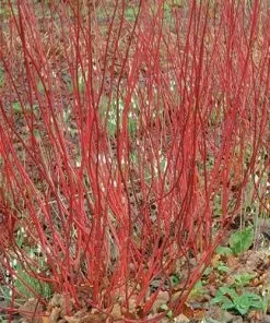 Future Forests Shrubs Cornus Alba