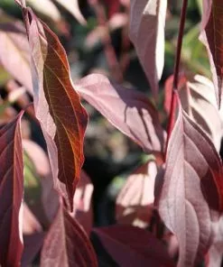 Future Forests Cornus Amomum Blue Cloud