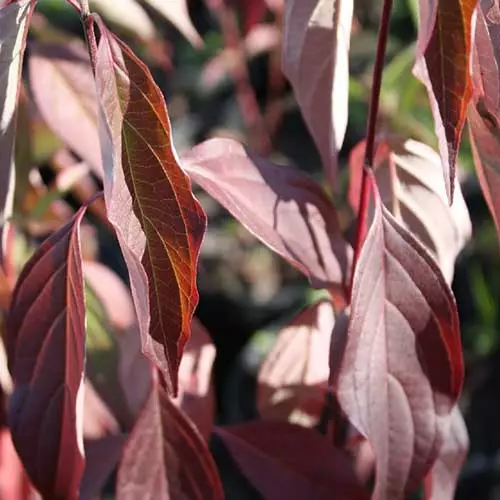 Future Forests Cornus Amomum Blue Cloud 4 Future Forests Cornus Amomum Blue Cloud
