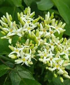 Future Forests Cornus Amomum Blue Cloud 10 Future Forests Cornus Amomum Blue Cloud