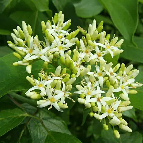 Future Forests Cornus Amomum Blue Cloud 5 Future Forests Cornus Amomum Blue Cloud