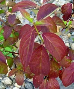 Future Forests Cornus Amomum Blue Cloud 13 Future Forests Cornus Amomum Blue Cloud