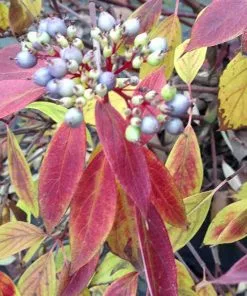Future Forests Cornus Amomum Blue Cloud
