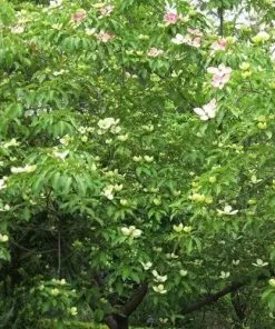 Future Forests Ornamental Trees Cornus Capitata