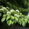 Future Forests Cornus Controversa - Wedding Cake Tree (Green Foliage)