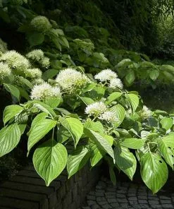 Future Forests Cornus Controversa - Wedding Cake Tree (Green Foliage)
