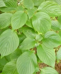 Future Forests Cornus Controversa - Wedding Cake Tree (Green Foliage)